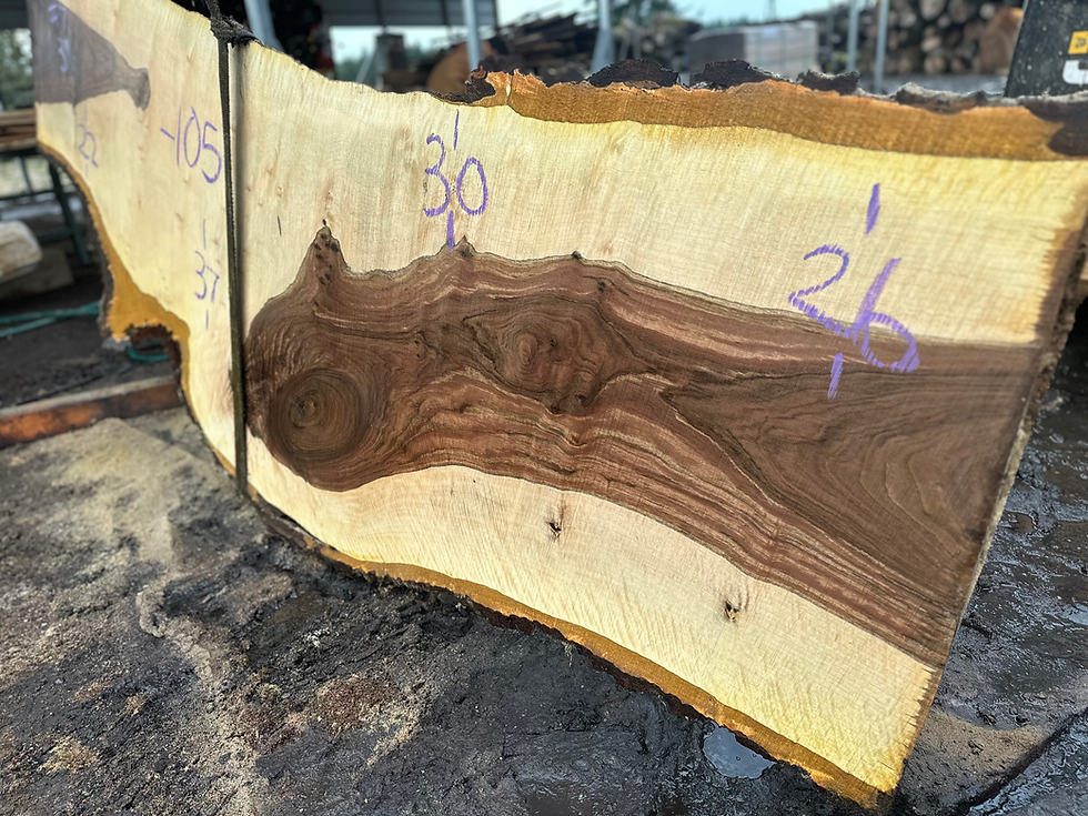 Thumbnail: Curly Bastogne Walnut 122223-7