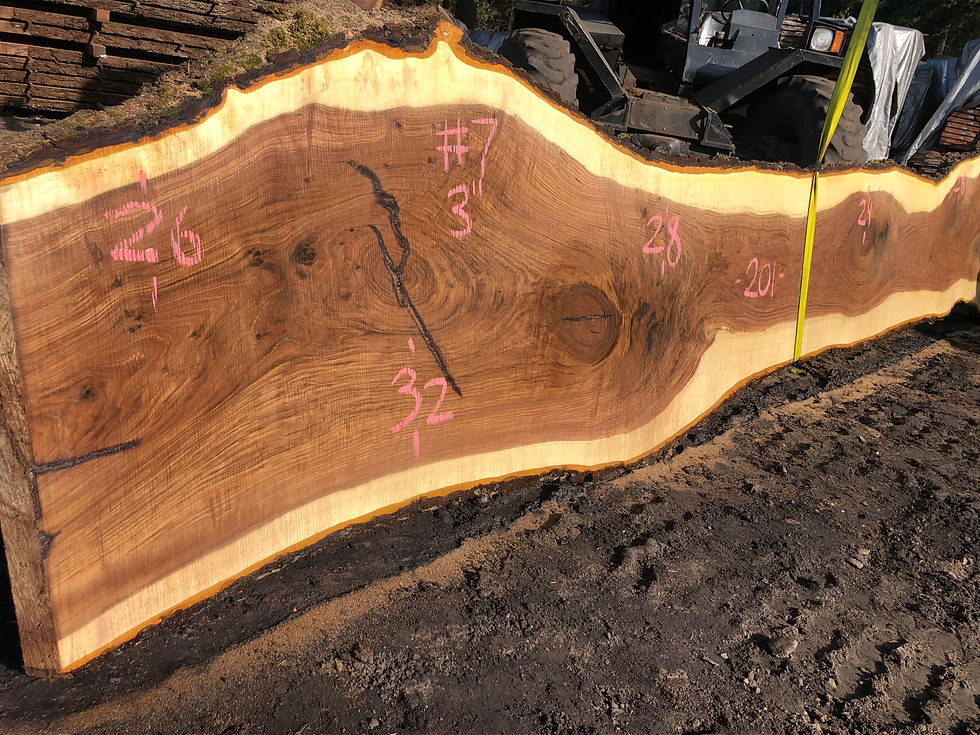 Thumbnail: Black Walnut 11622-7