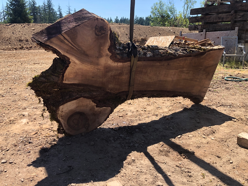 Thumbnail: English Walnut 071522-12