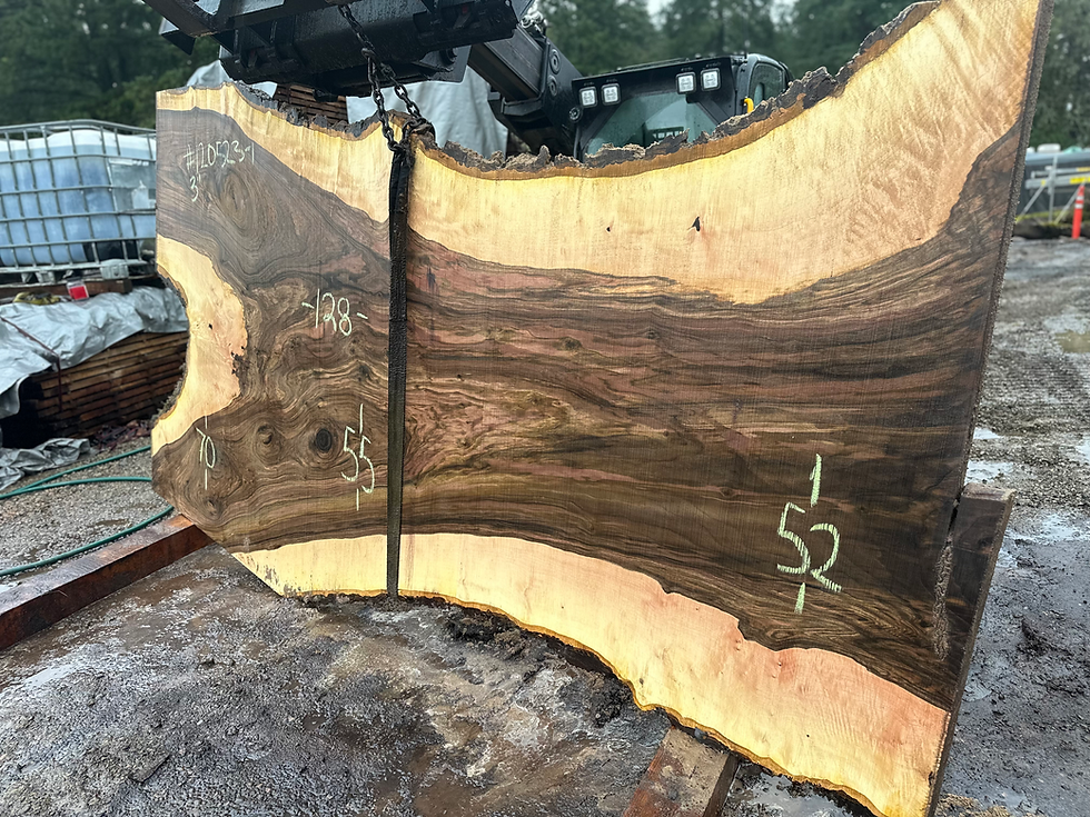 Thumbnail: Curly Bastogne Walnut 120523-1