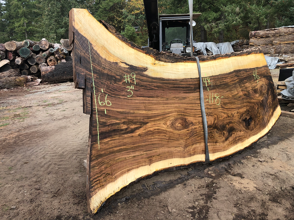Thumbnail: Black Walnut 093022-9