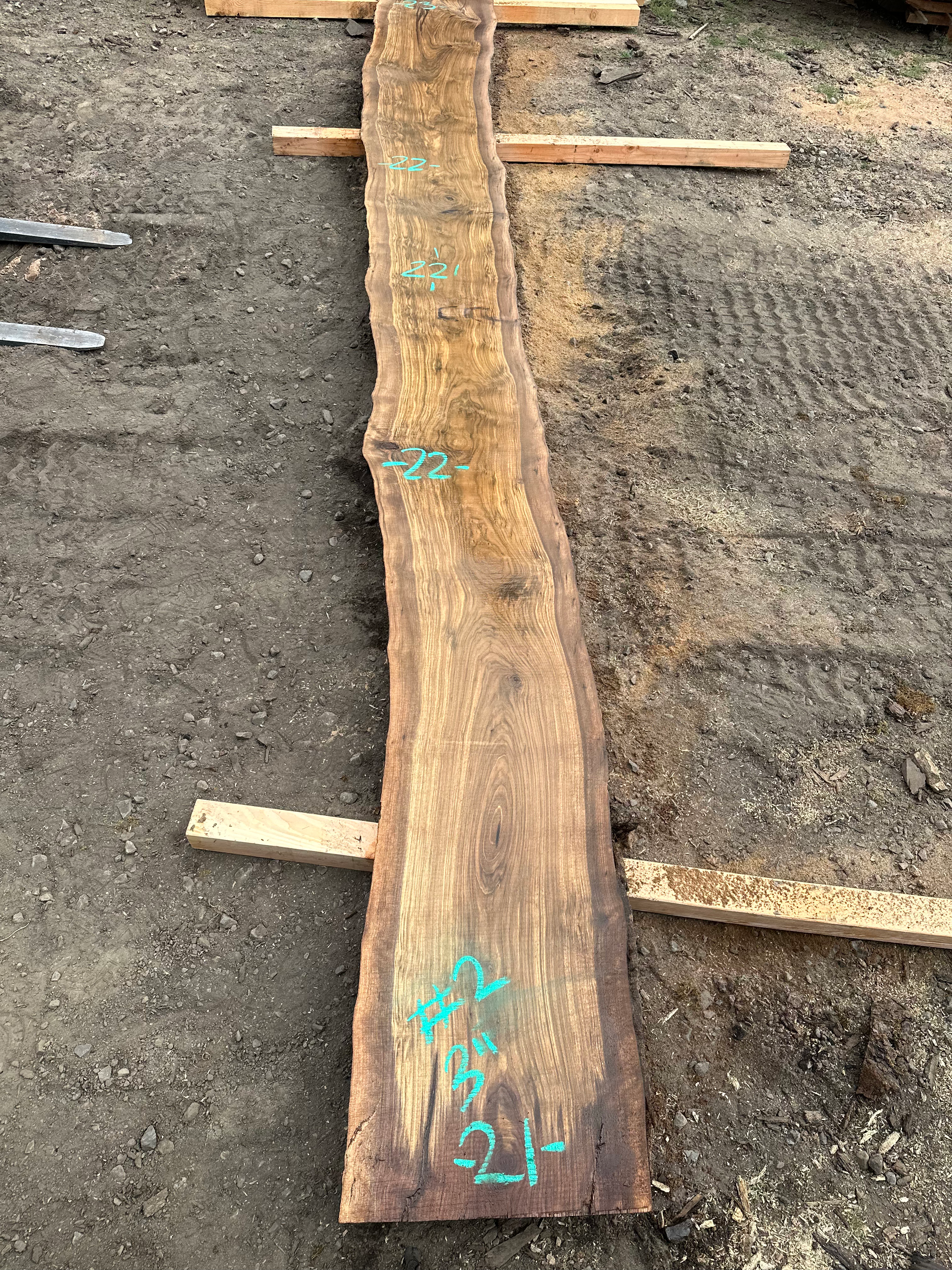 Black Walnut 091323-2