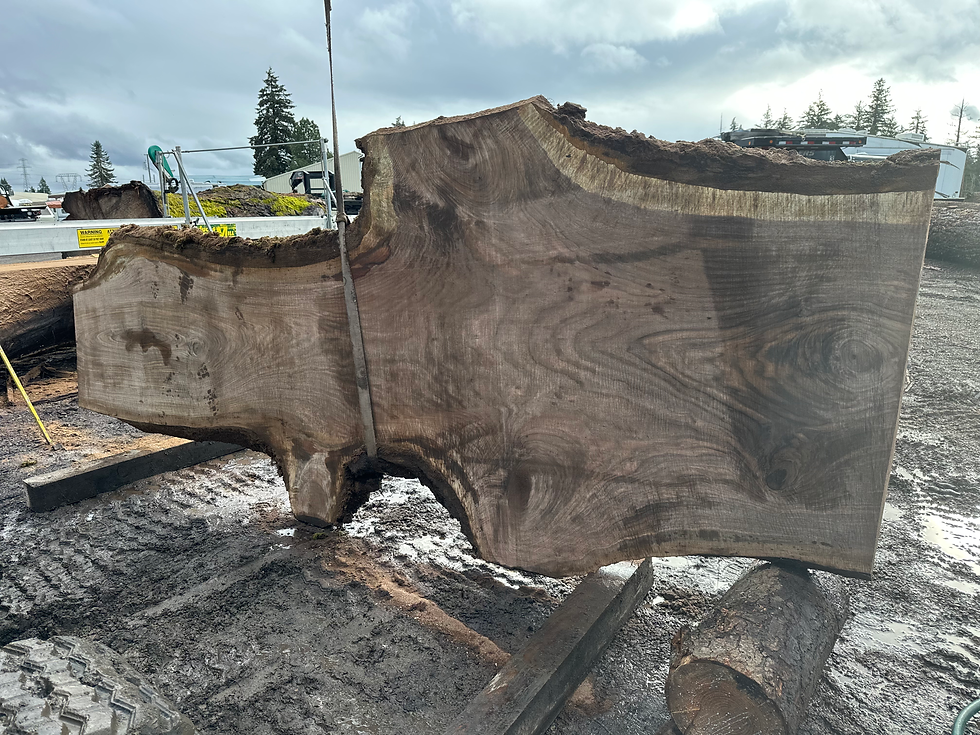 Thumbnail: Bastogne Walnut 121824-2