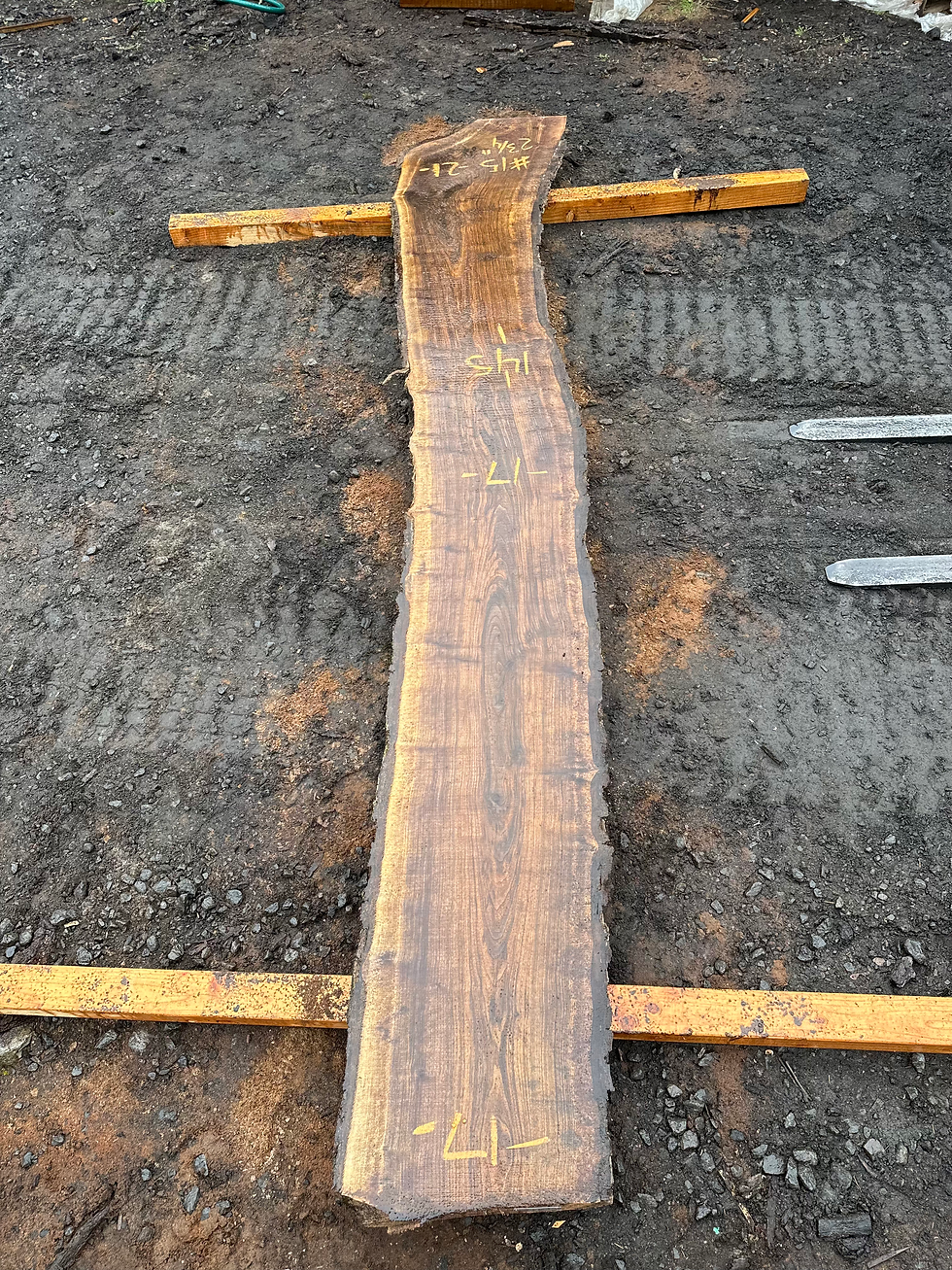Thumbnail: Black Walnut 092523-15