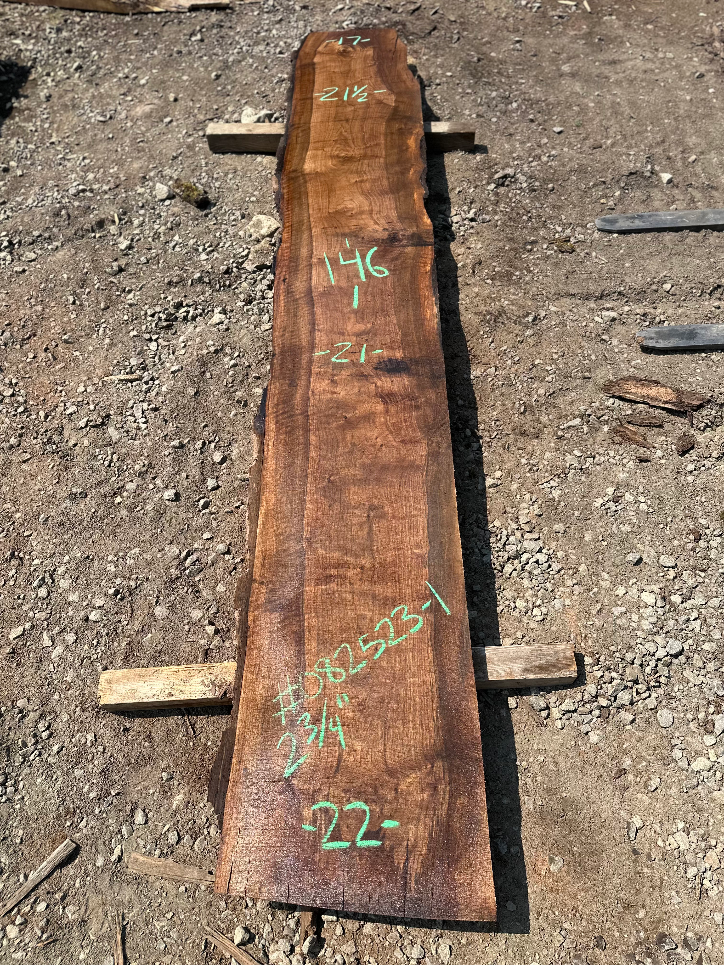Black Walnut 082523-1