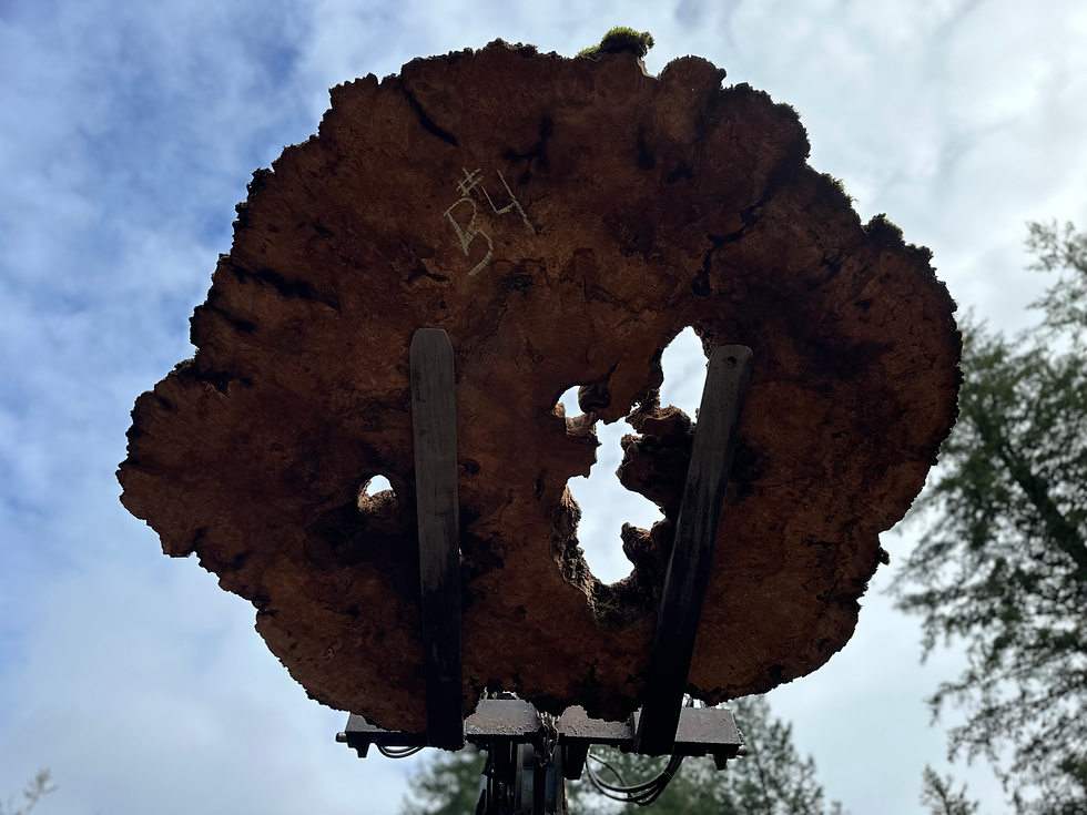 Thumbnail: Maple Burl 031324-4