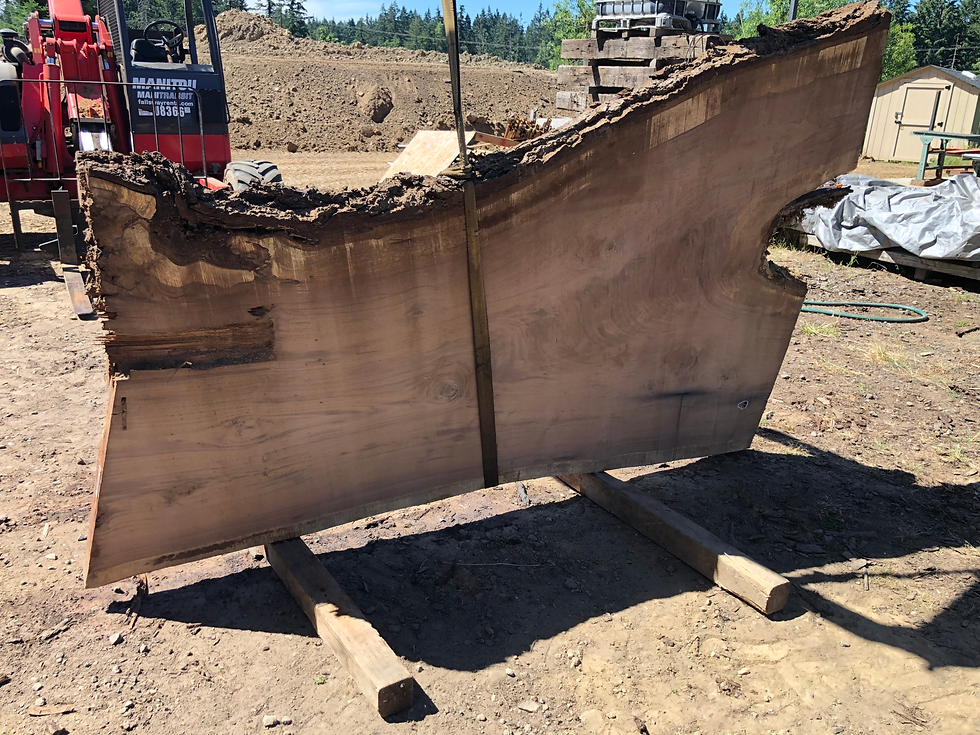 Thumbnail: Black Walnut 071322-4