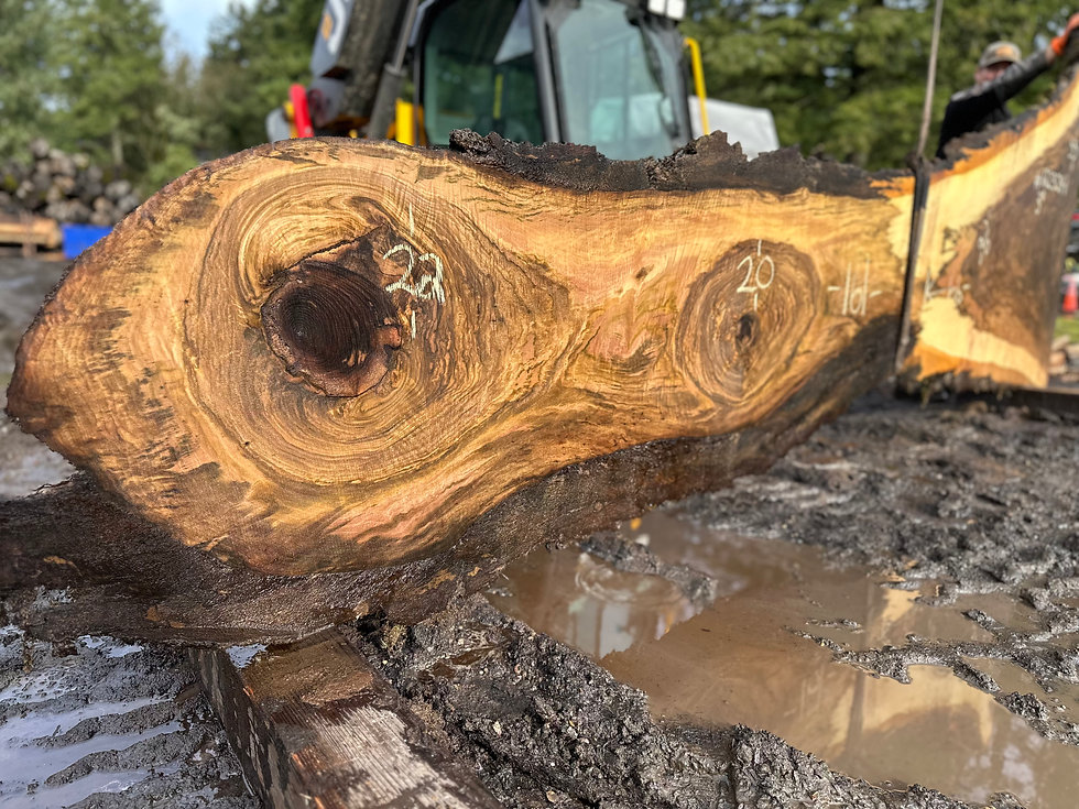 Thumbnail: Bastogne Walnut 122324-1