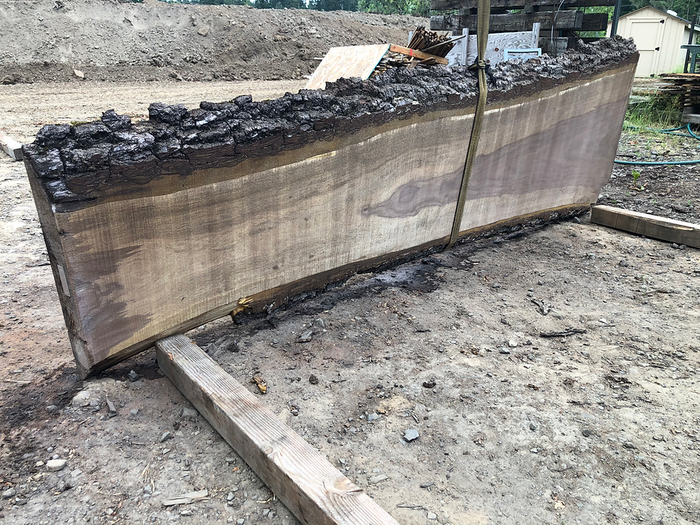 Thumbnail: Black Walnut 062822-1