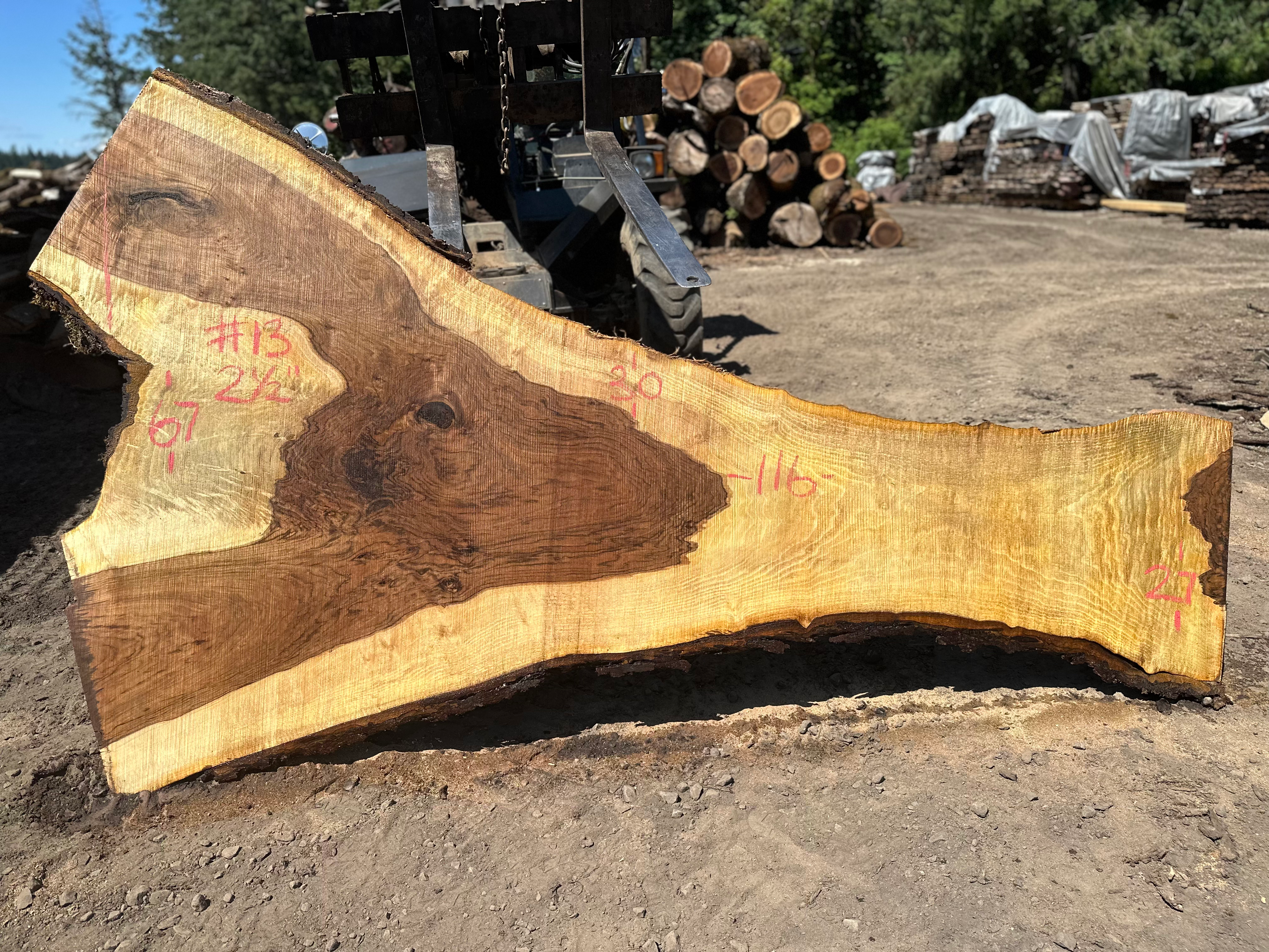 Black Walnut 061923-13