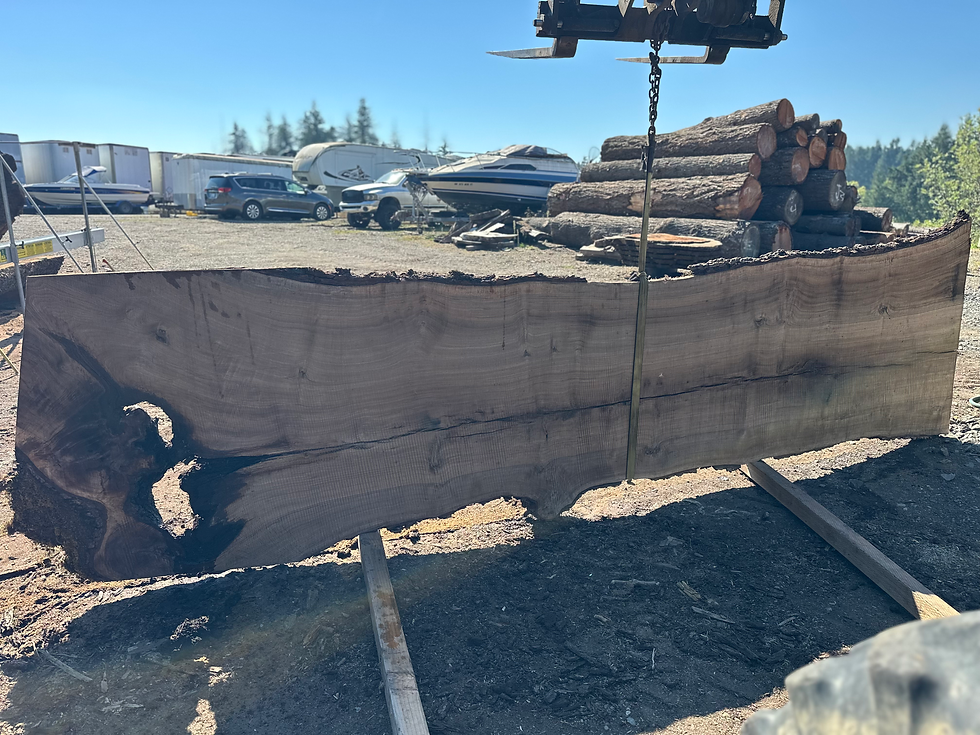 Thumbnail: Black Walnut 092325-1