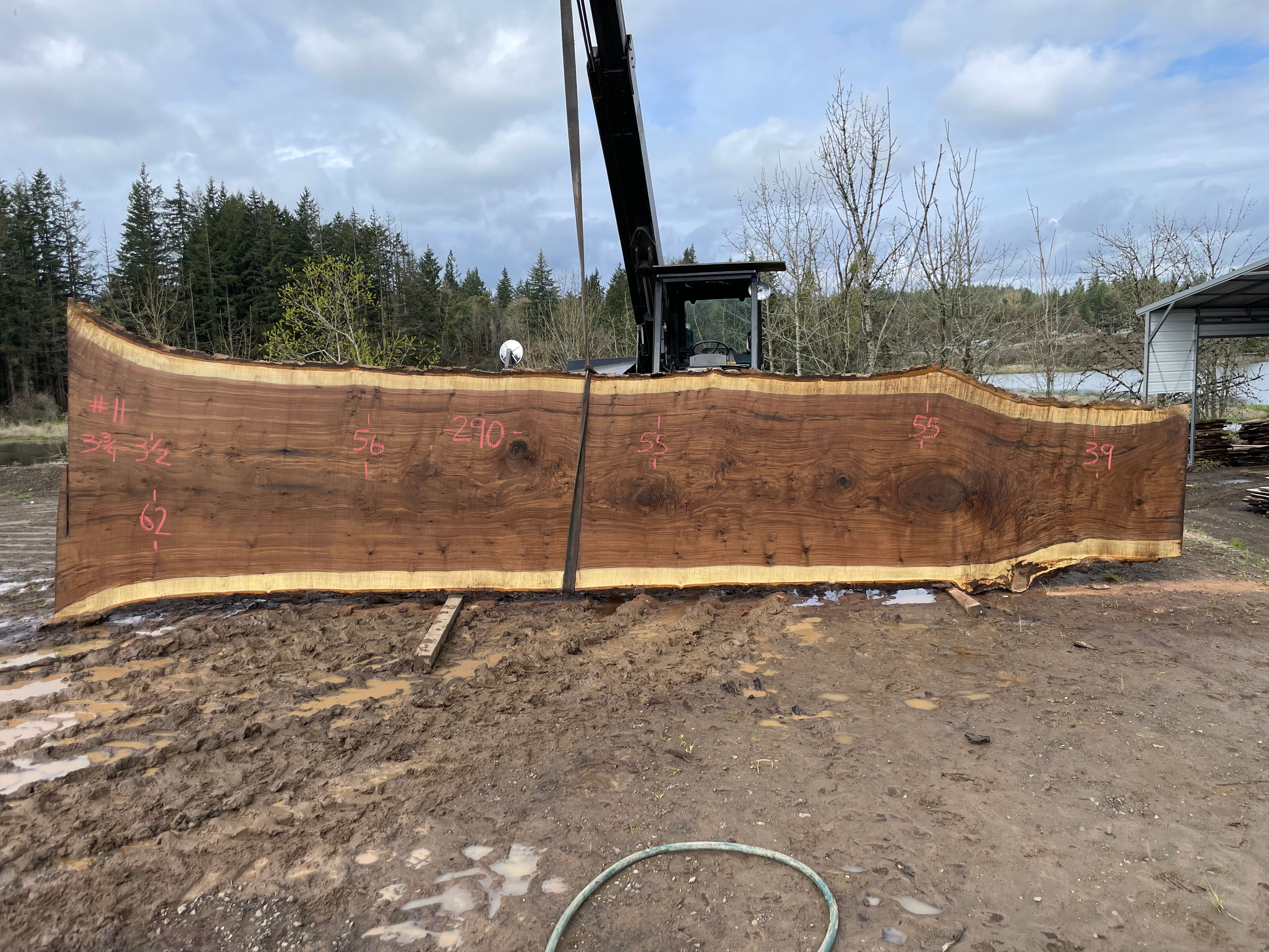 Black Walnut 041423-11