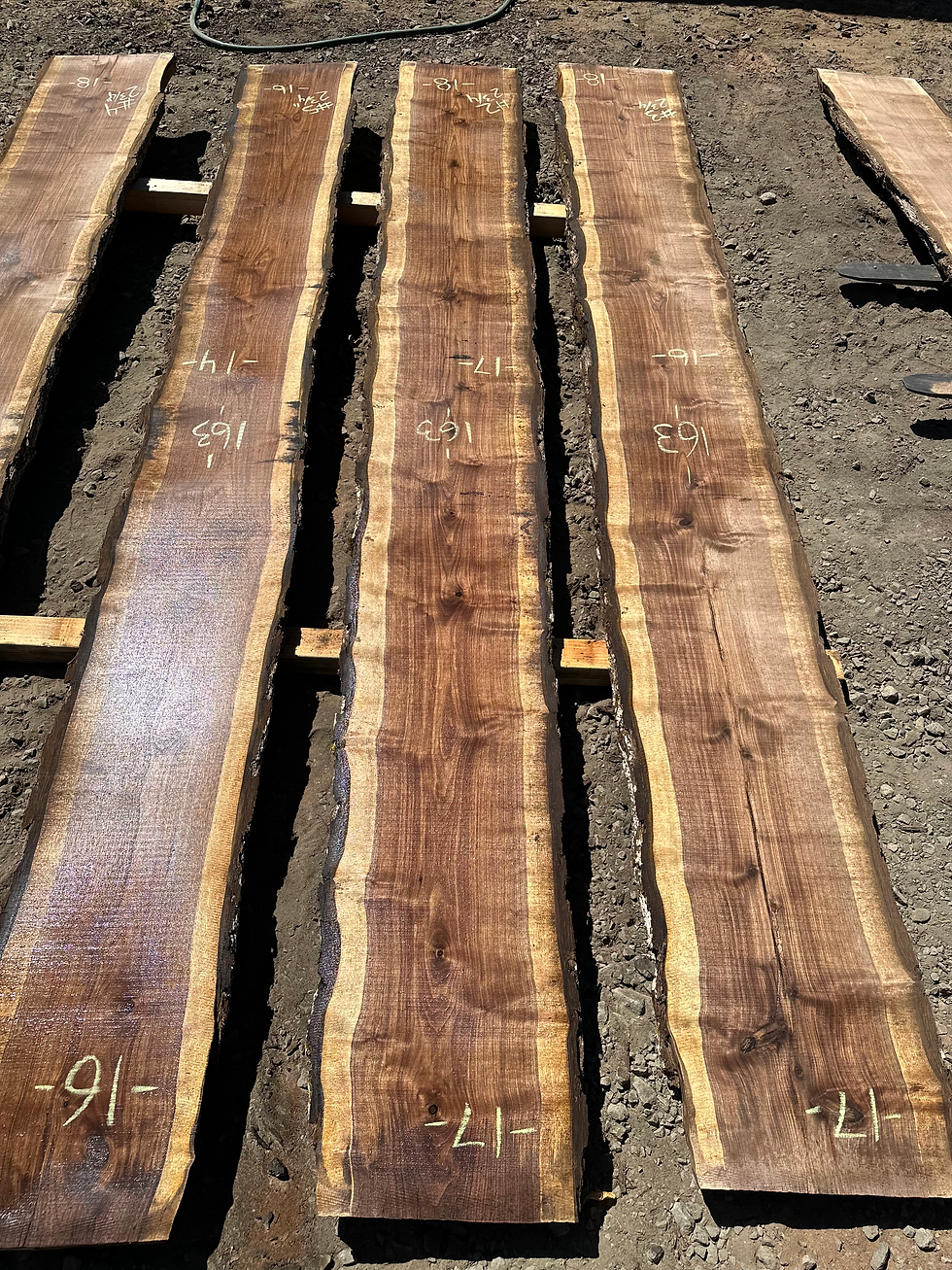 Thumbnail: Black Walnut 081023-2