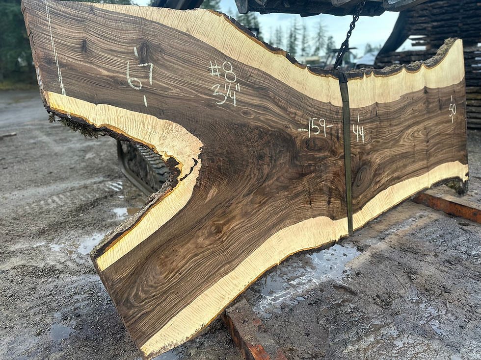 Thumbnail: Curly Bastogne Walnut 112923-8