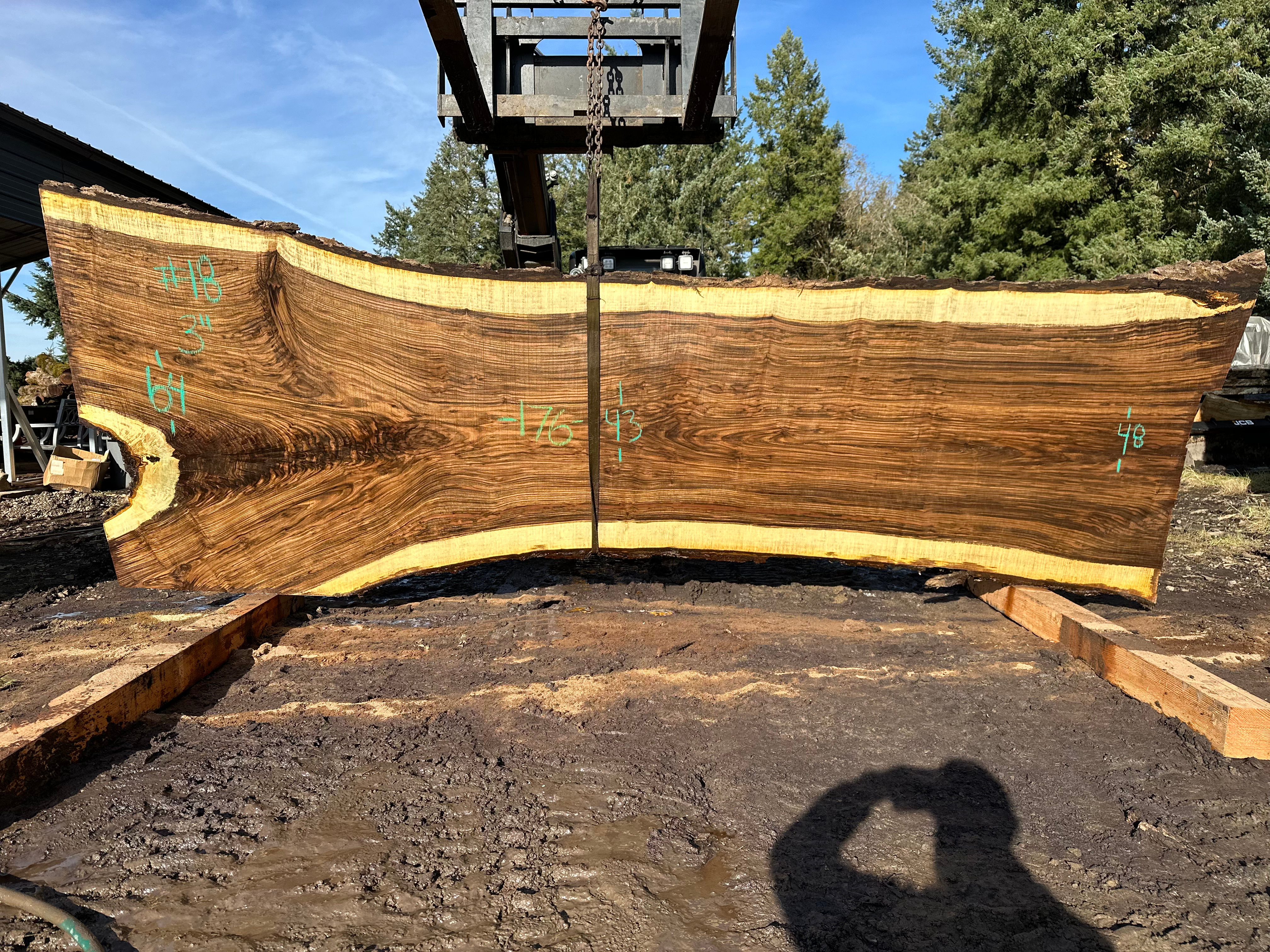 Black Walnut 111723-18