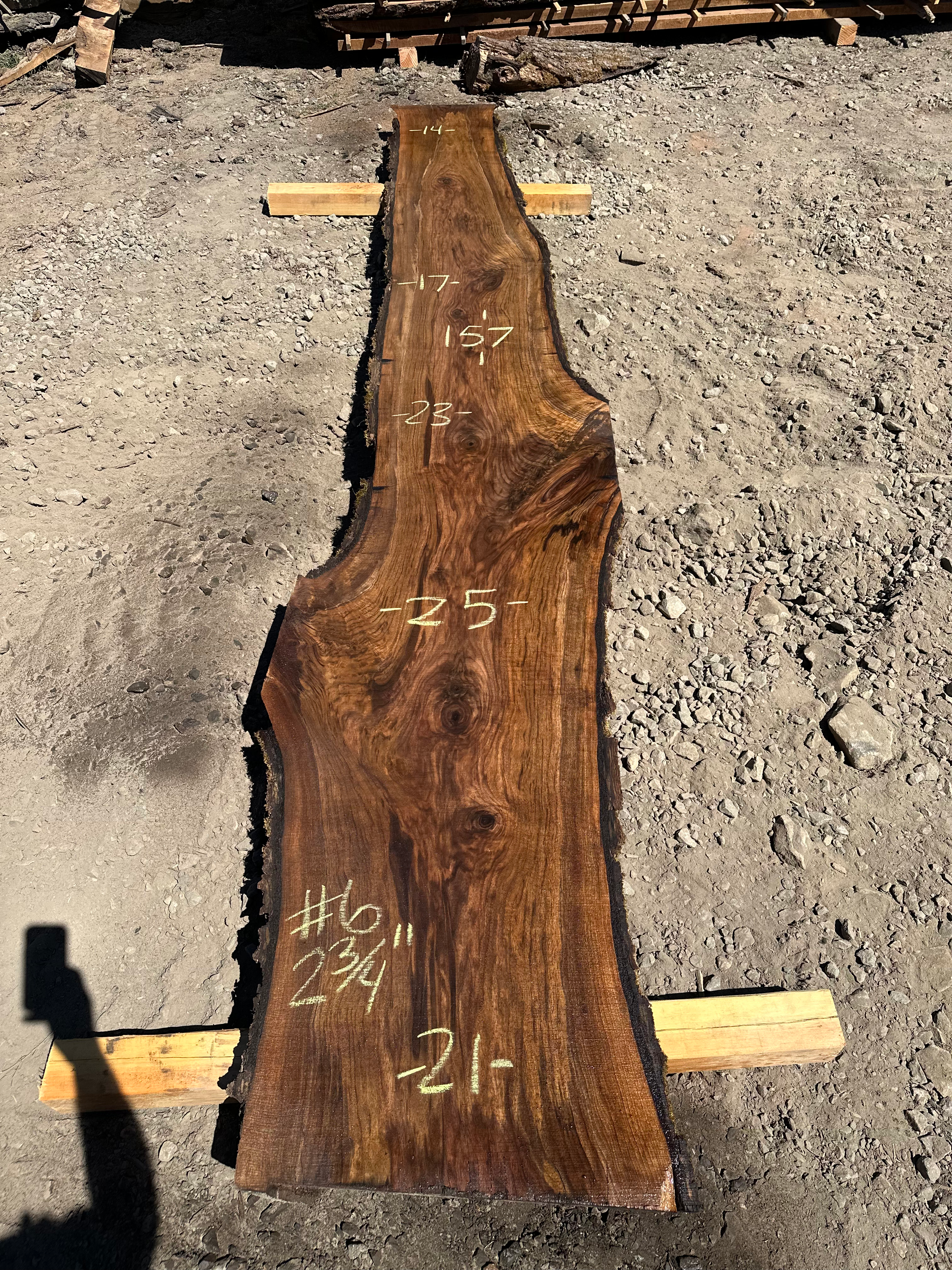 Black Walnut 081023-6