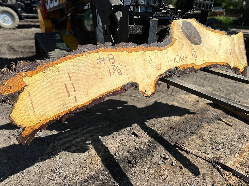 Thumbnail: Bastogne Walnut 041524-8