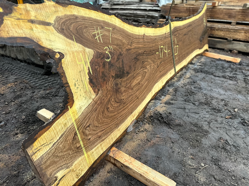 Thumbnail: Black Walnut 101923-7