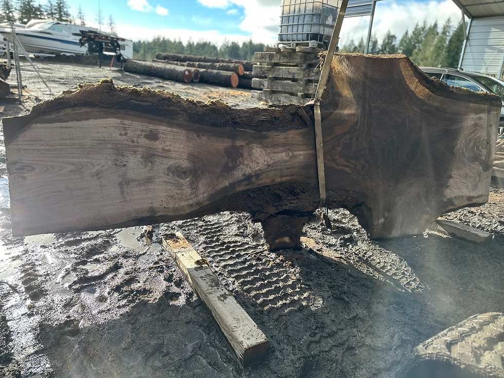 Thumbnail: Bastogne Walnut 121824-1