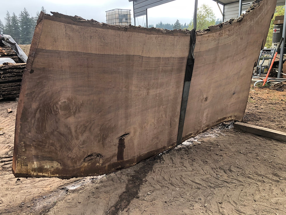 Thumbnail: Black Walnut 093022-9