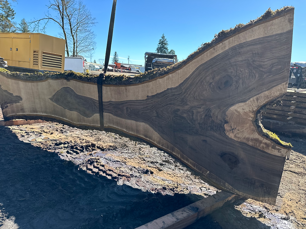 Thumbnail: Black Walnut 031424-8