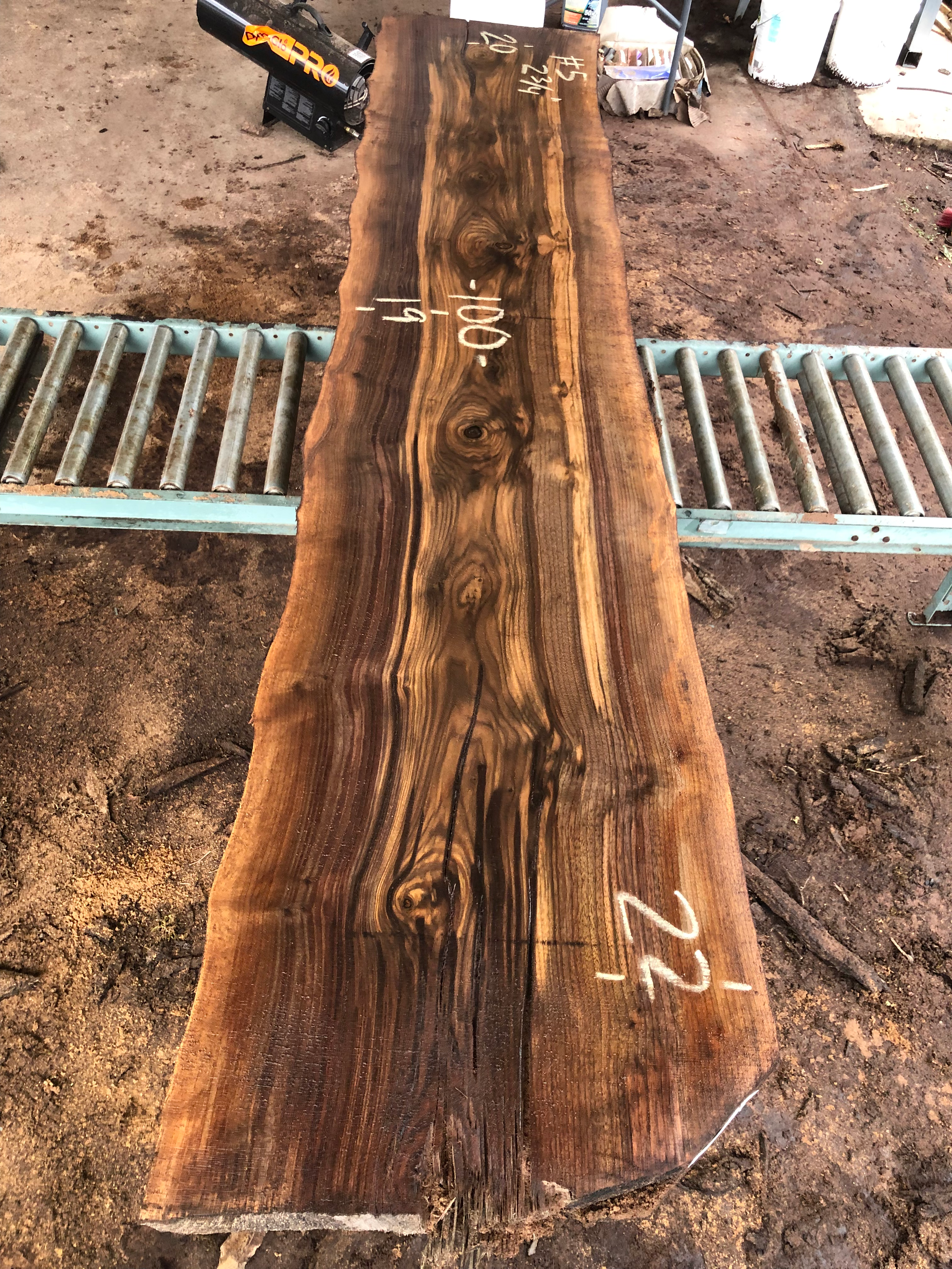 Black Walnut 121322-5