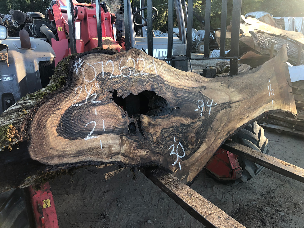 Thumbnail: Black Walnut 072622-1
