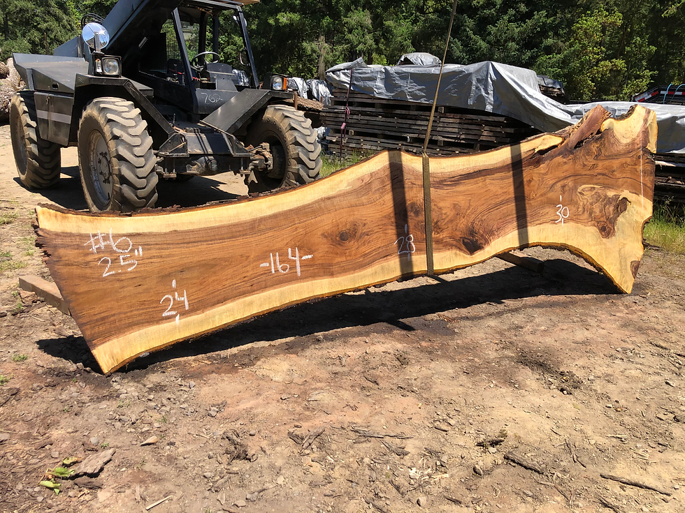Thumbnail: Black Walnut 062322-6