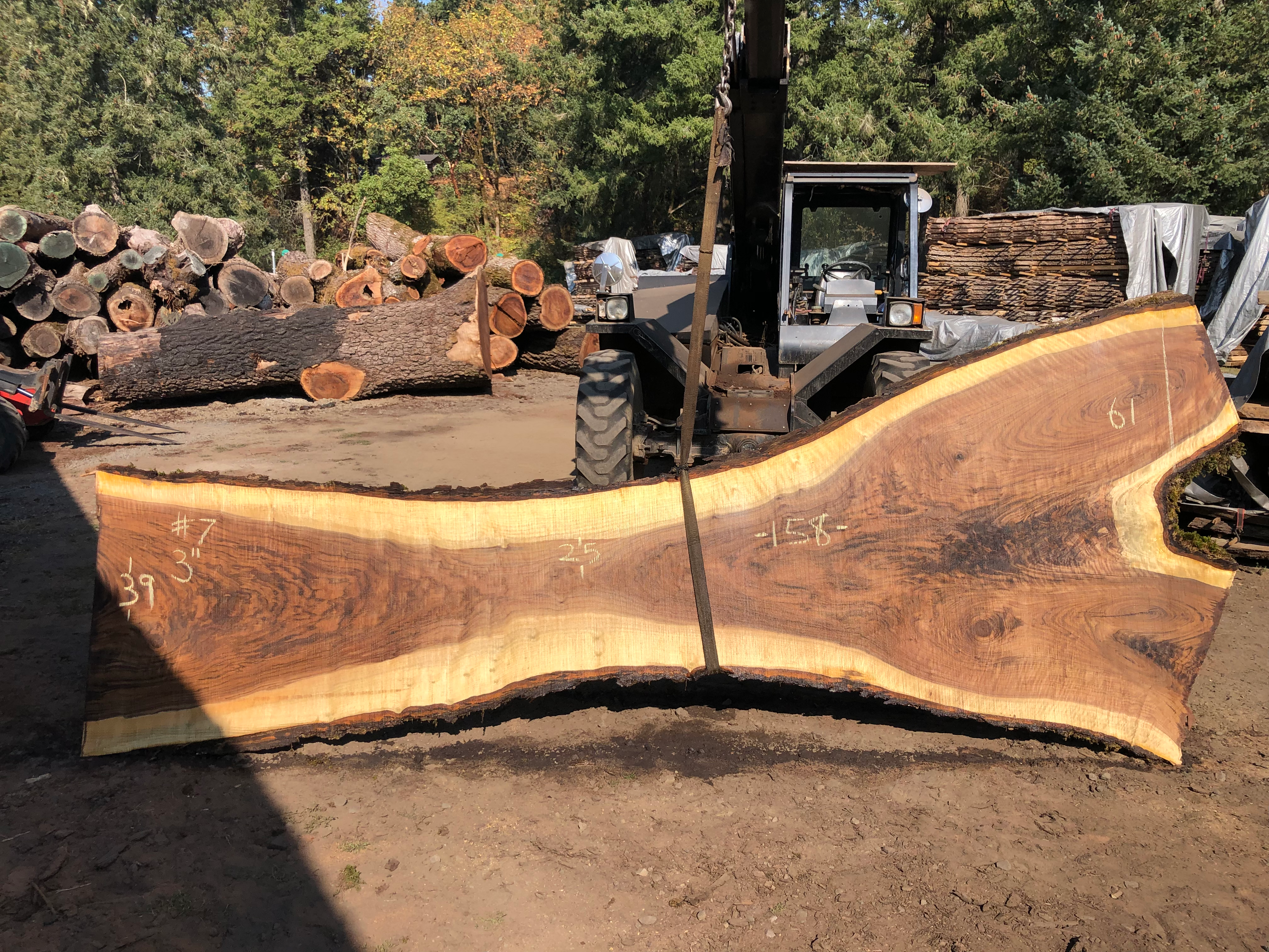 Black Walnut 100622-7