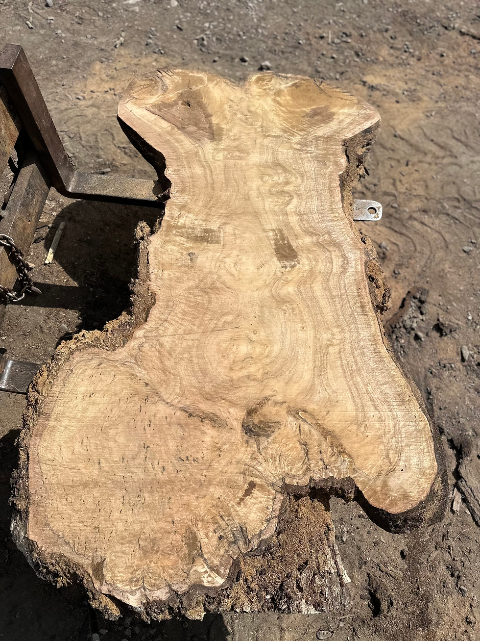 Thumbnail: Claro Walnut Cluster 082724-2