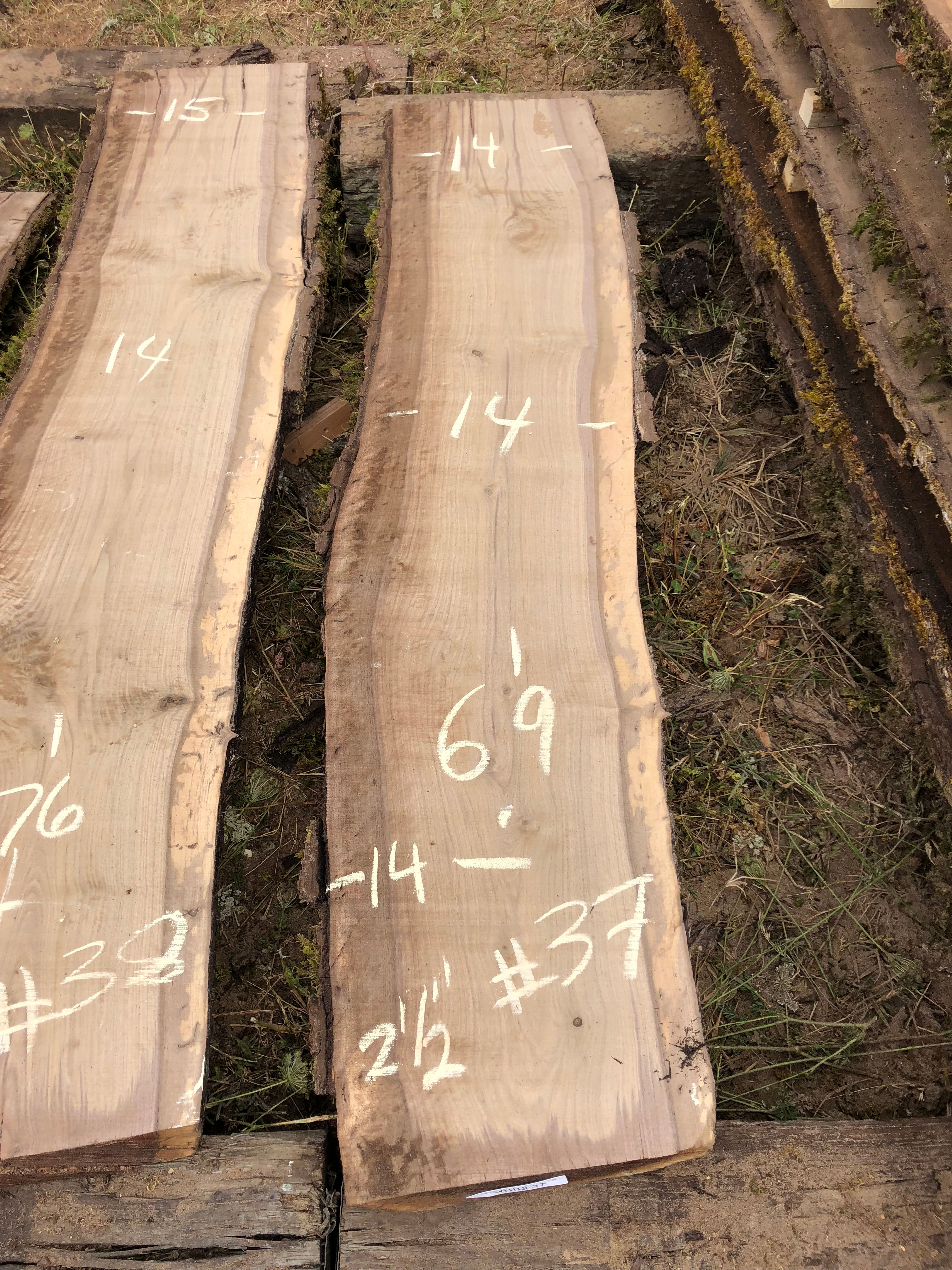 Black Walnut 081118-37