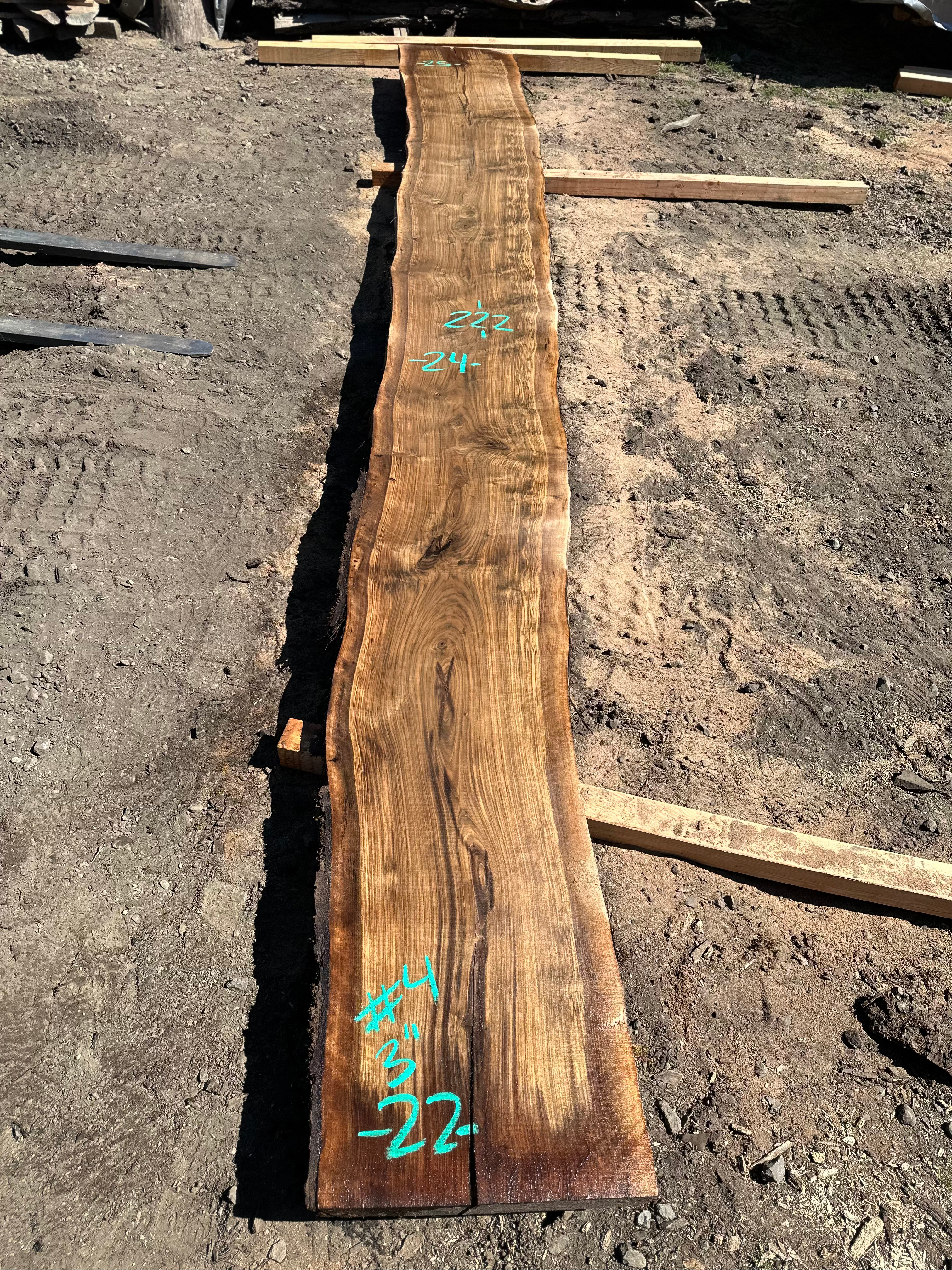 Black Walnut 091323-4