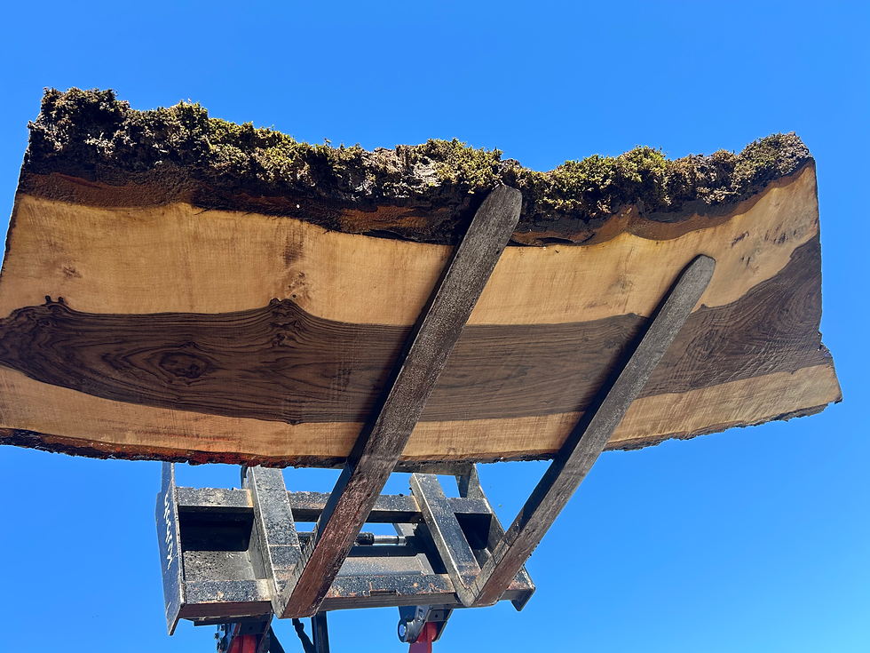 Thumbnail: Bastogne Walnut 040926-1