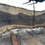 Thumbnail: Curly Bastogne Walnut 112923-4