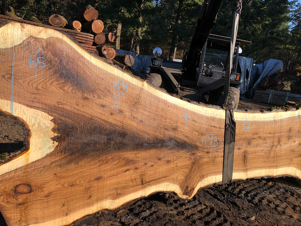 Thumbnail: Black Walnut 111522-4