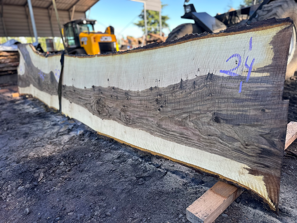 Thumbnail: Curly Bastogne Walnut 060624-1