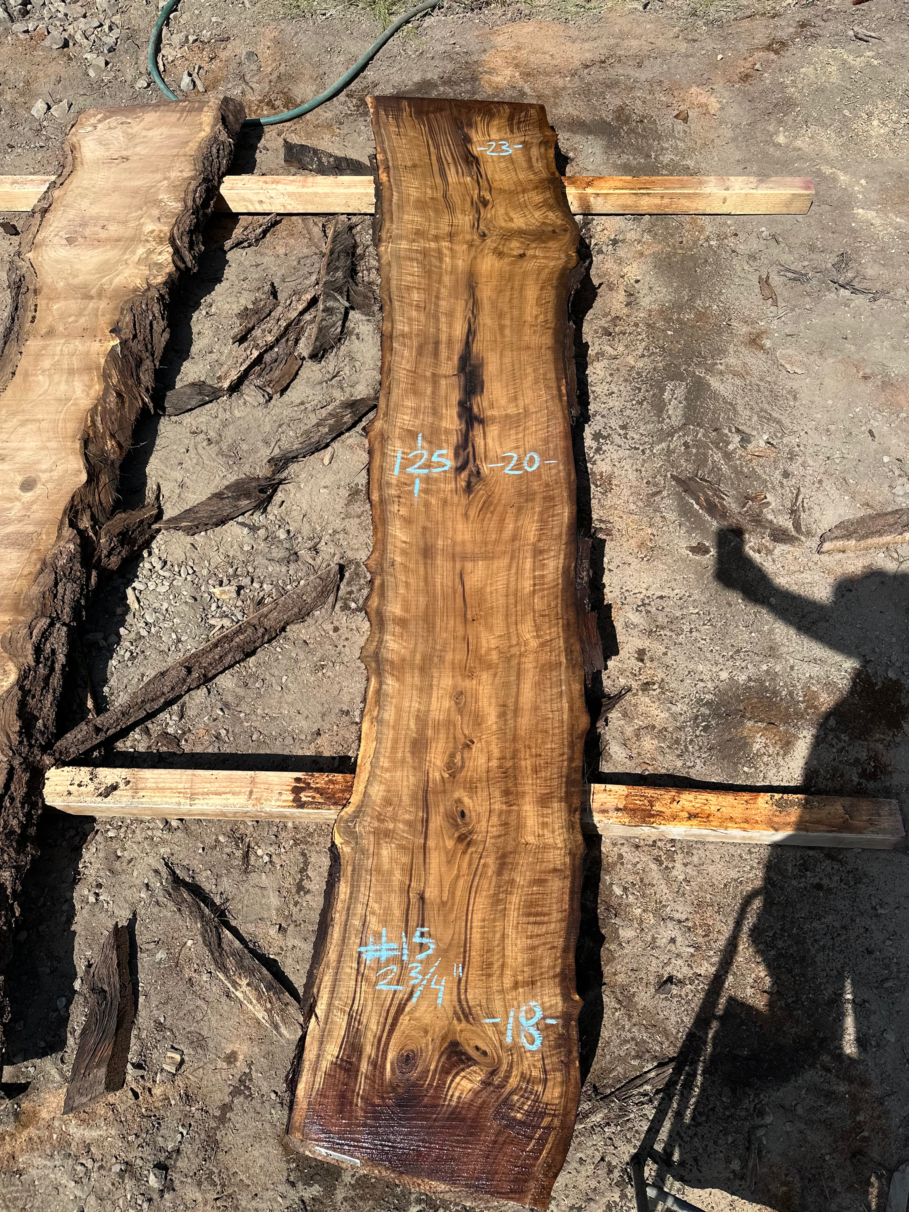 Curly Black Walnut 061025-15