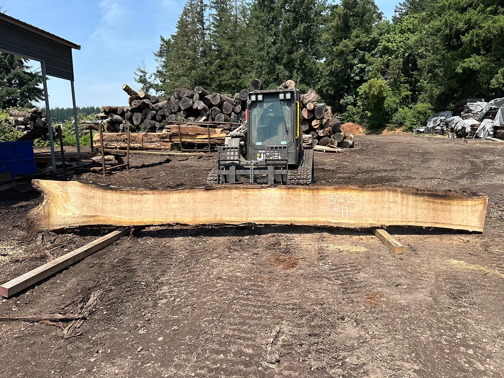 Thumbnail: Curly Bastogne Walnut 061725-11