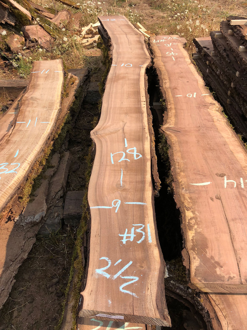 Thumbnail: Black Walnut 081218-31