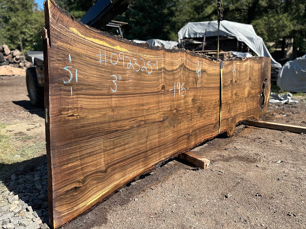 Thumbnail: Black Walnut 092325-1
