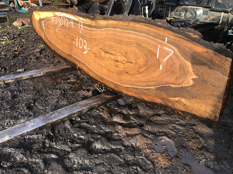 Thumbnail: Black Walnut 113022-4