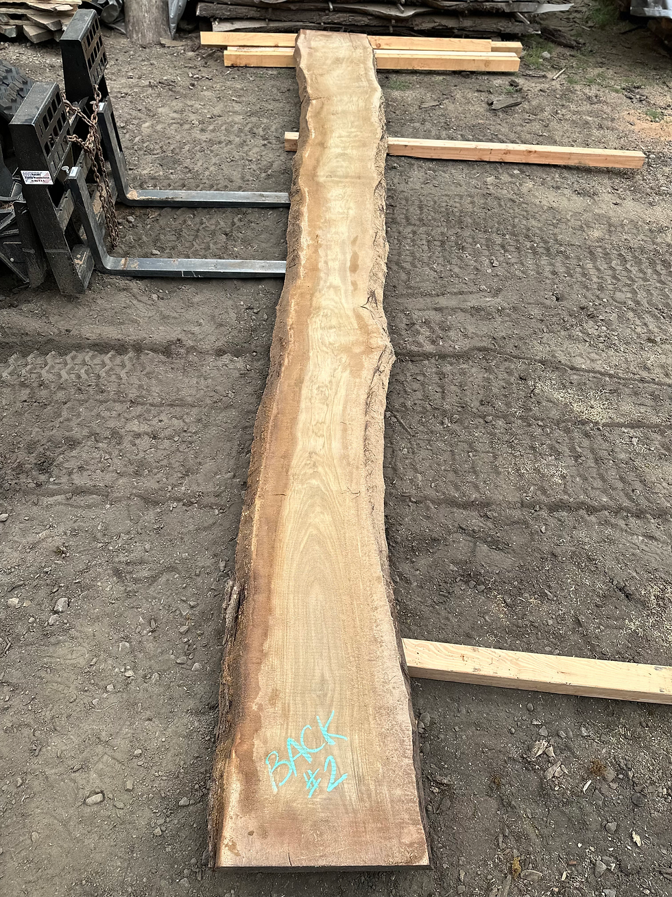 Thumbnail: Black Walnut 091323-2