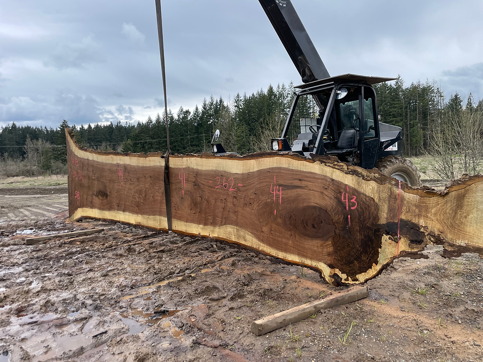 Thumbnail: Black Walnut 041423-13