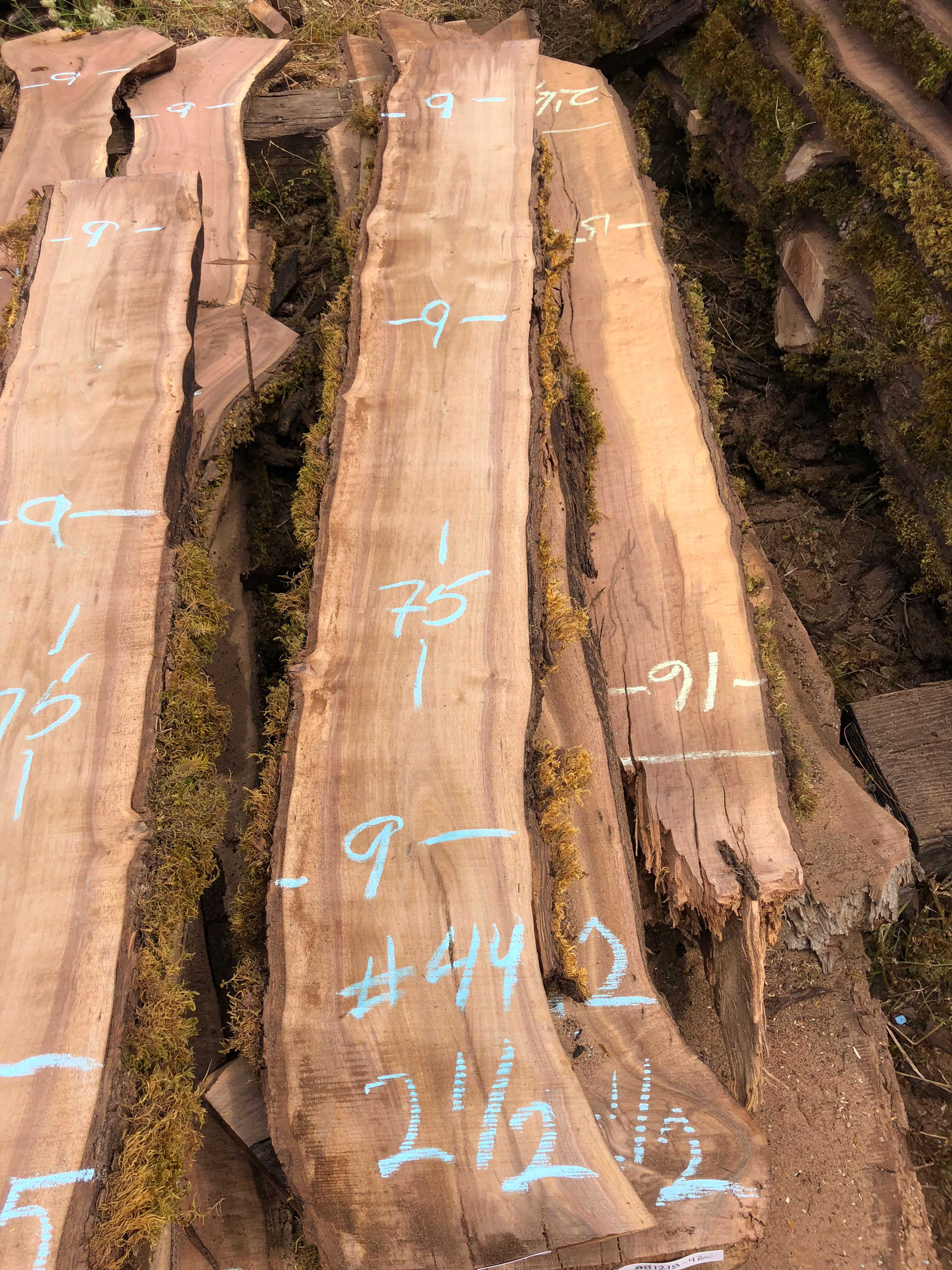 Black Walnut 081218-44