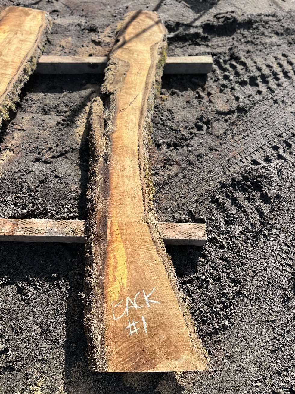Thumbnail: Curly Bastogne Walnut 032625-1