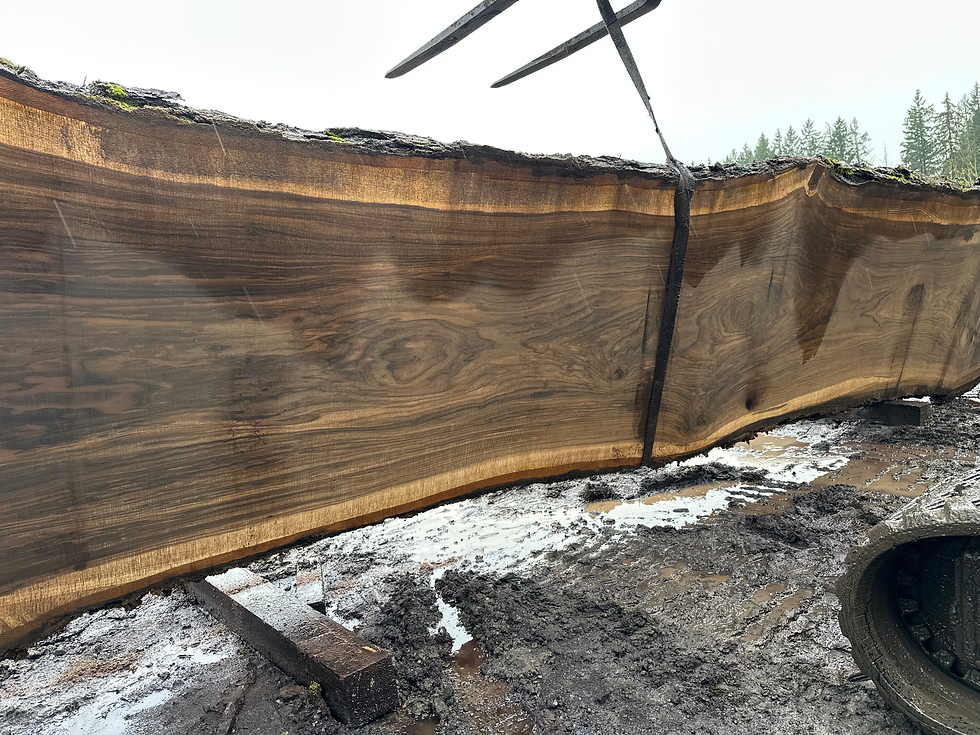Thumbnail: Bastogne Walnut 122324-10