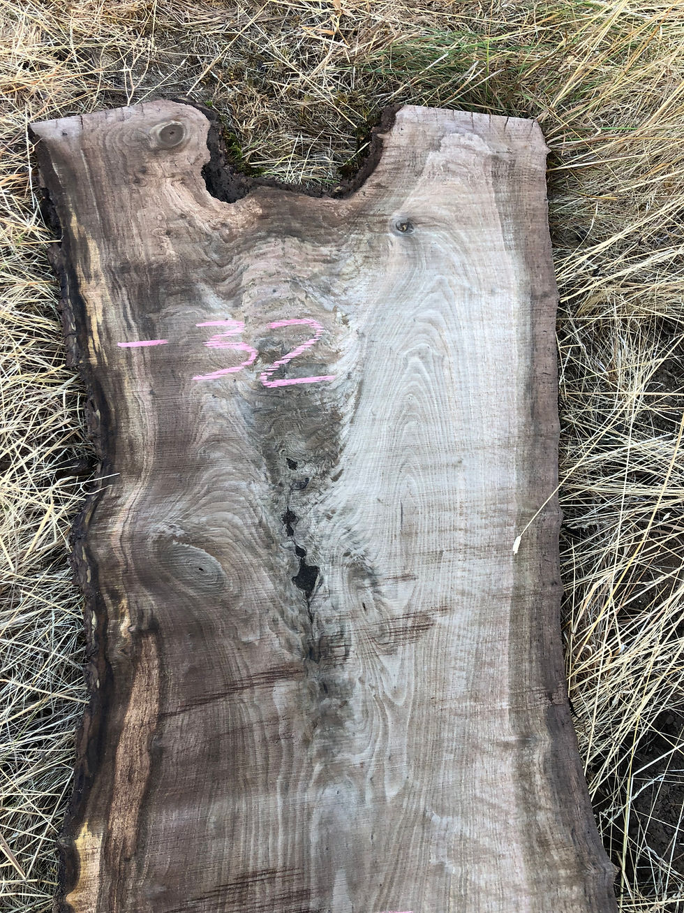 Thumbnail: Black Walnut 081718-28