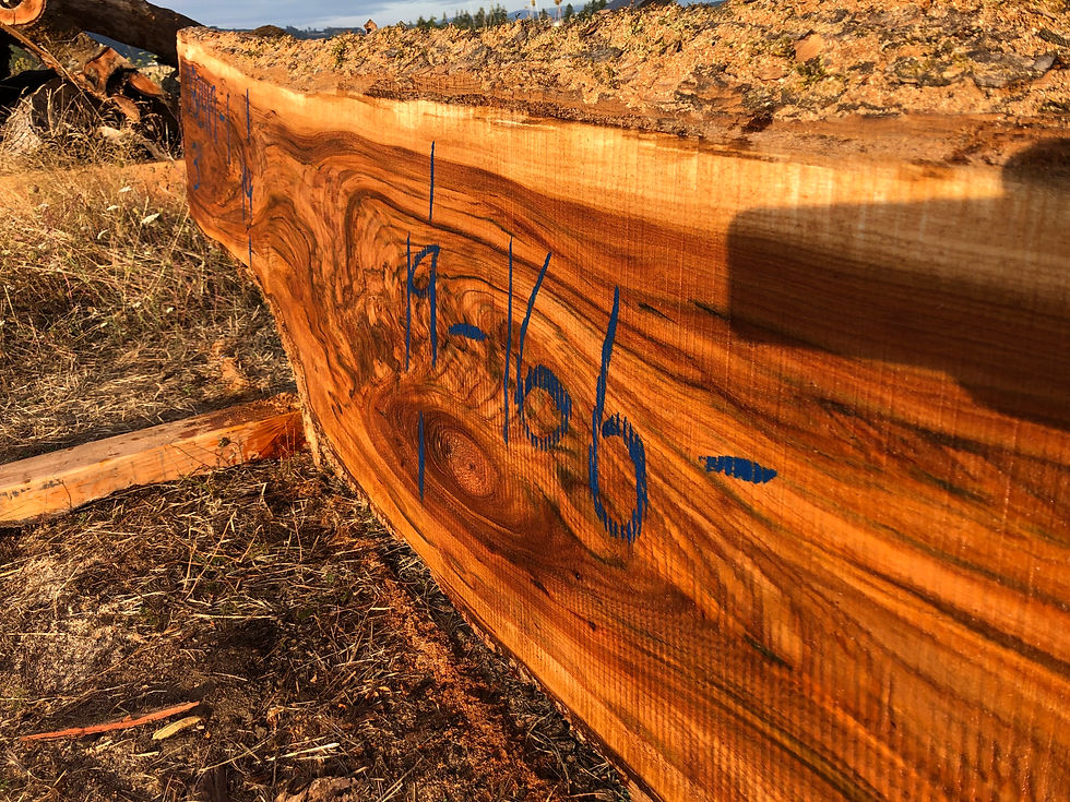 Thumbnail: Red Elm 082419-1