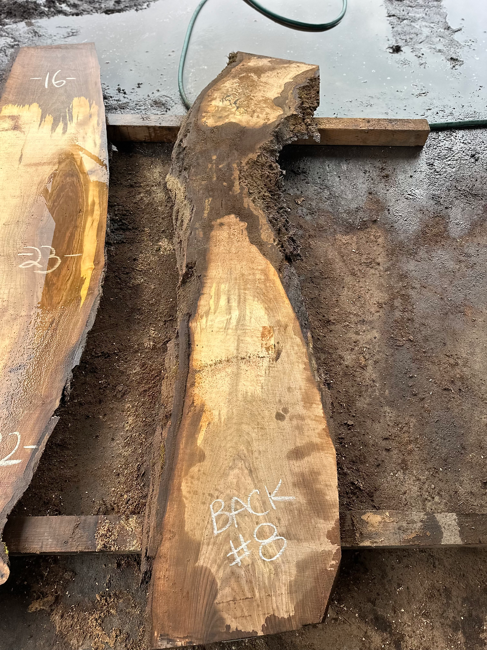 Thumbnail: Black Walnut 031825-8