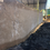 Thumbnail: Black Walnut 11622-5